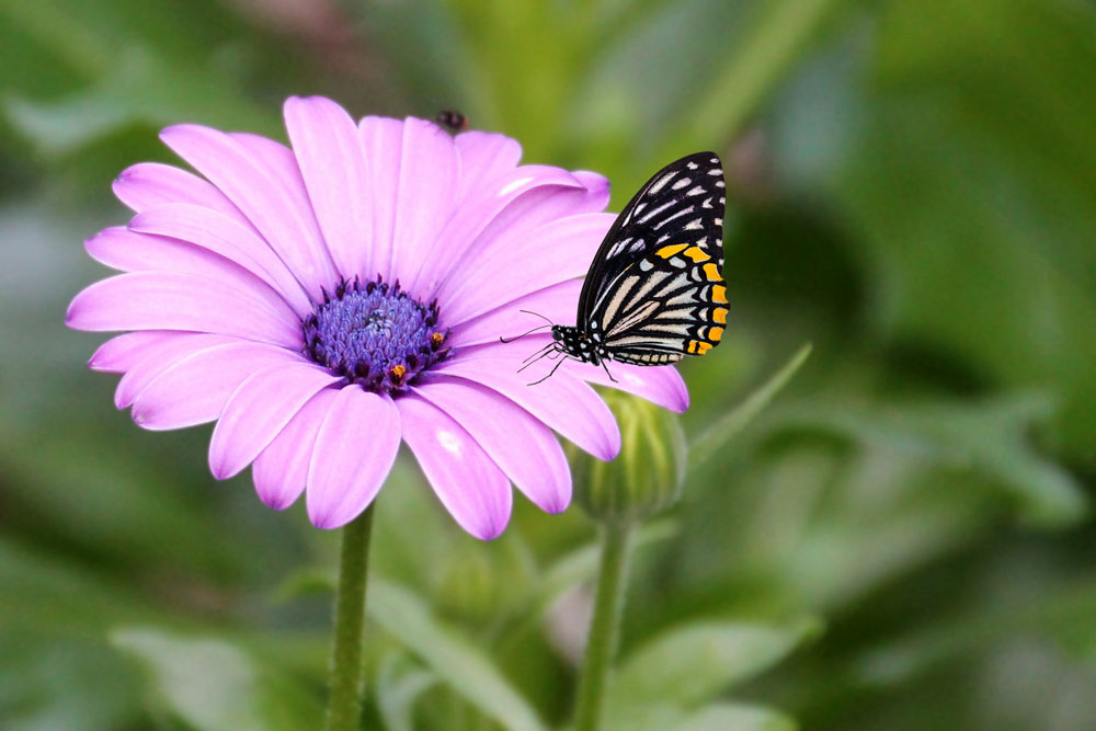 Schmetterling auf Blume