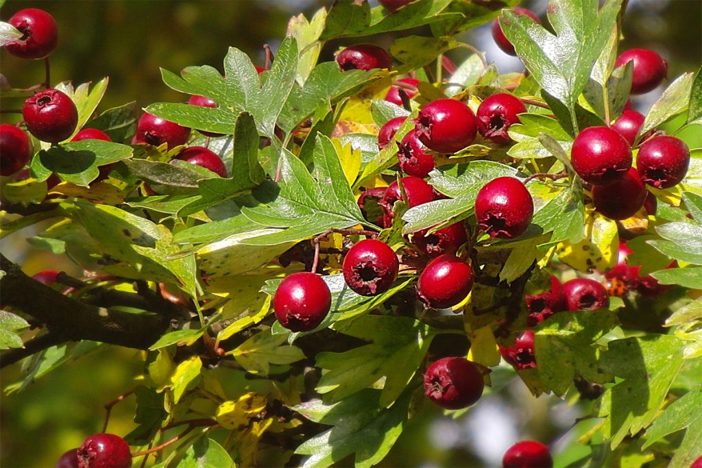 Weißdorn mit Früchten
