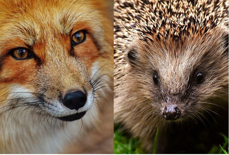 Porträt von Fuchs und Igel