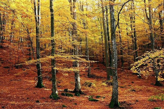 Herbstlicher Buchenwald