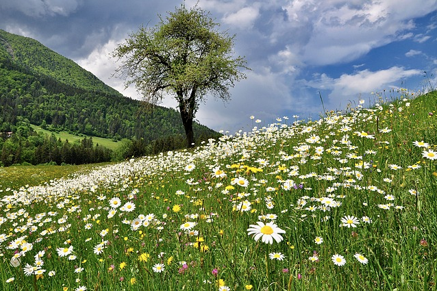 Blumenwiese_Mittelgebirge
